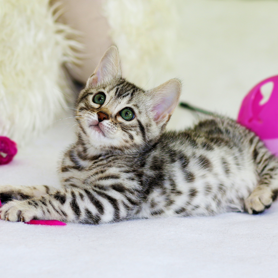How to choose the best cat toys? Top 6 picks from us...