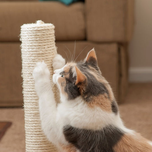 Why should you encourage your cat to scratch stuff?