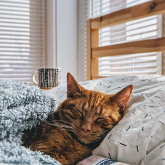 Cat Cuddles — What to Know About Your Kitty’s Snuggling Habits