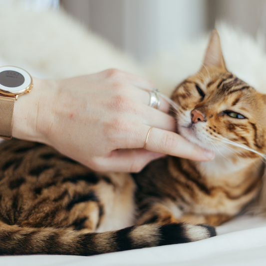 10 perfect gift ideas for your cat-lover friend.