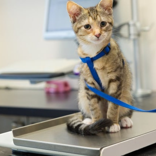 What to do if your cat loses weight?