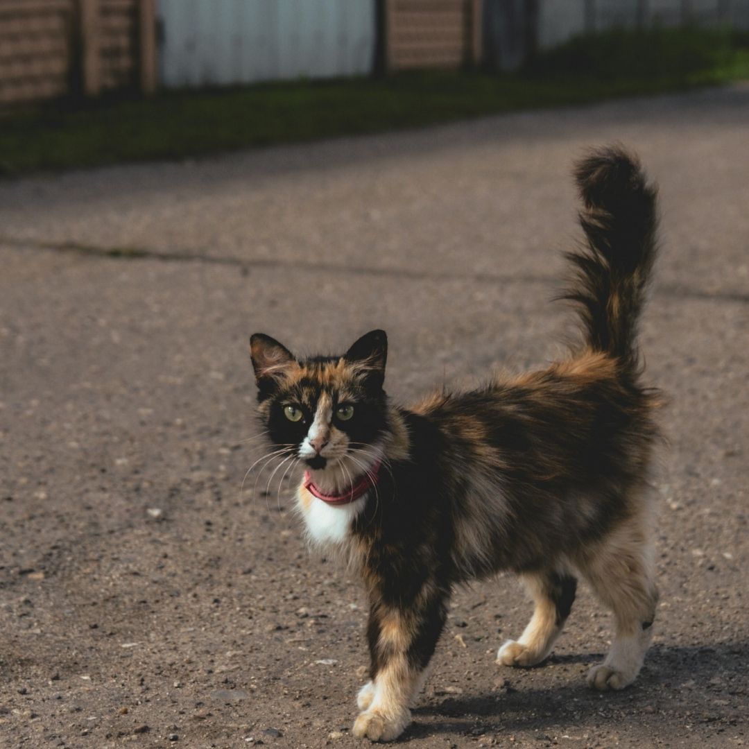 Cat Tail Wagging: The Meaning of Your Cat’s Different Tail Wags