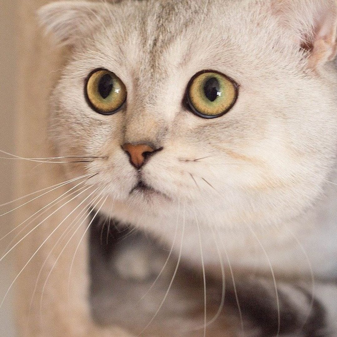 6 cat breeds believed to the oldest yet in existence!