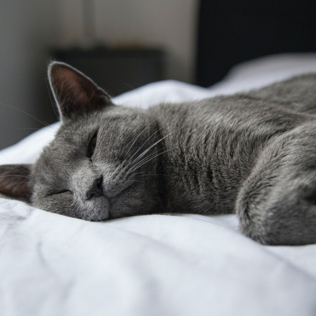 The Smart And Cute Russian Blue Kitty! 