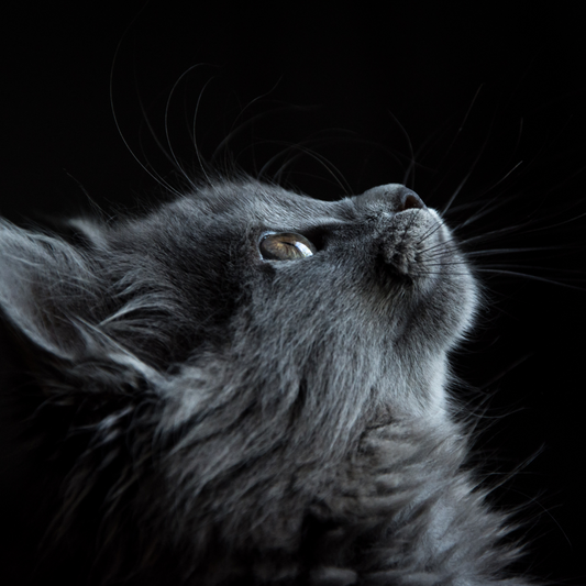 Can Cats Truly Sense Bad Energy?