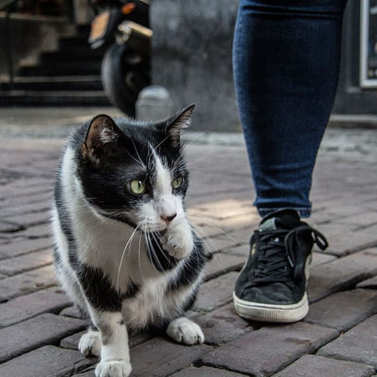 Can Cats Find Their Way Home If They Get Lost? 