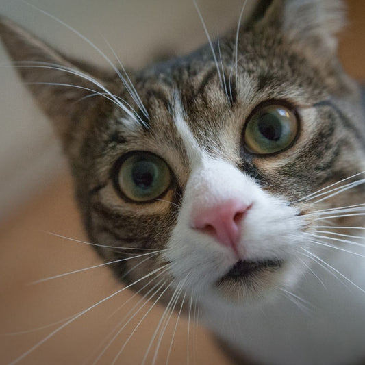  Mysteries of Cats