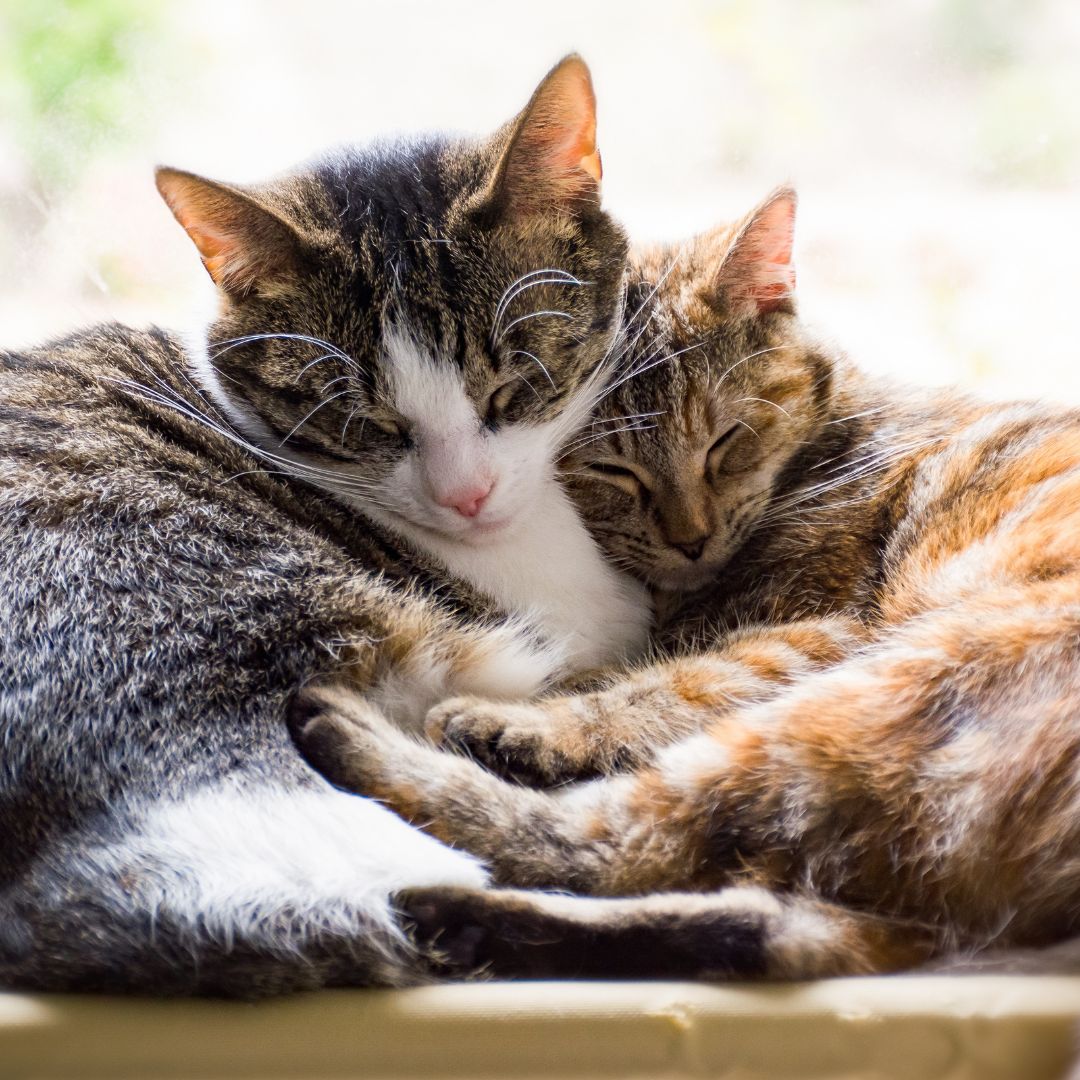 How to properly introduce cats to each other