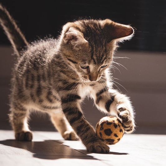 10 Fun Games to Play with Your Cat Using Household Items
