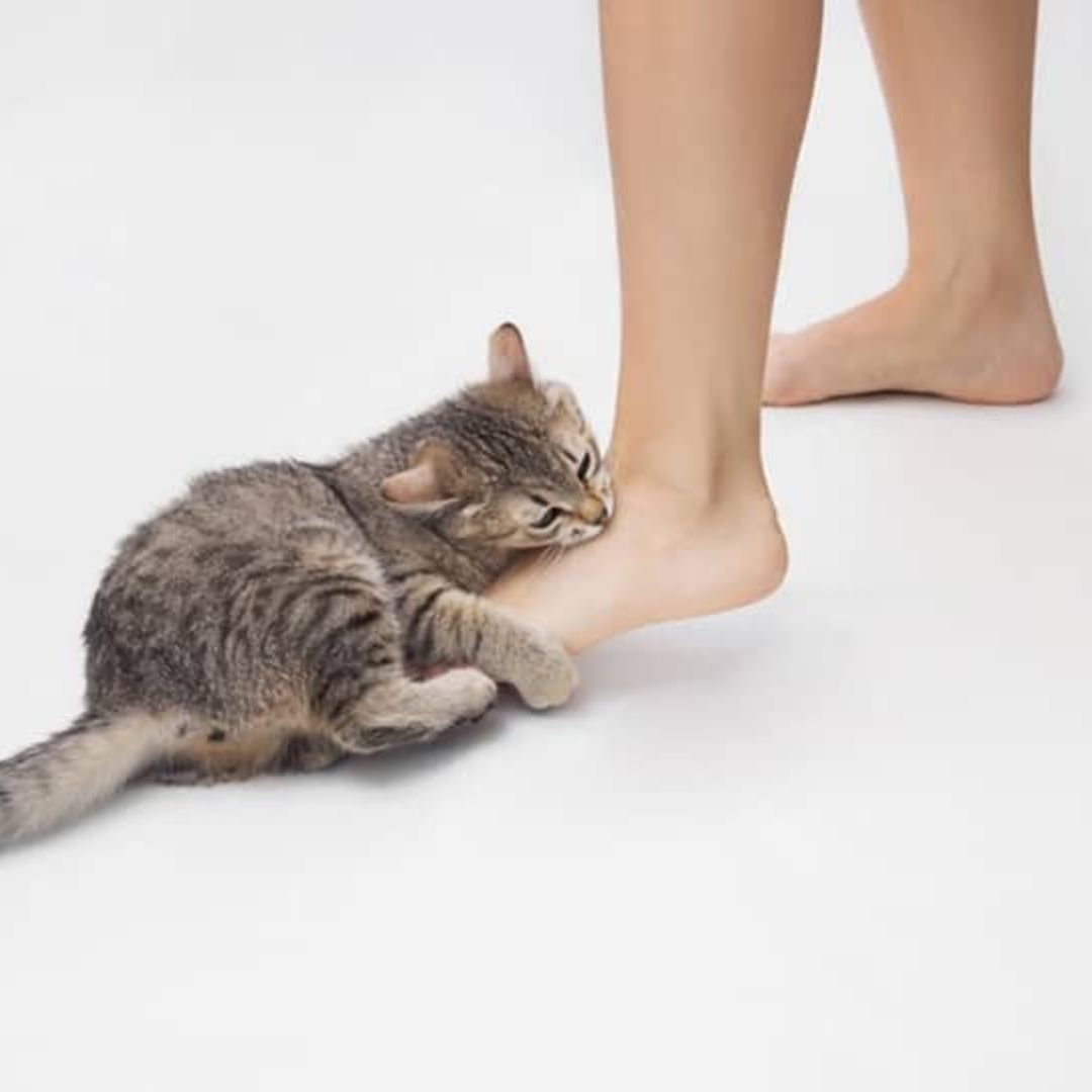 Why Does My Cat Keep Licking My Feet?