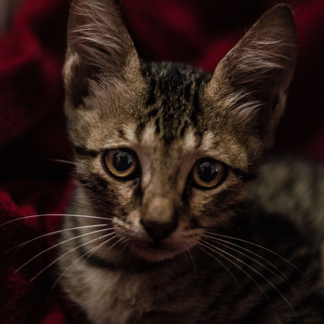 Why Does My Cat Cry When I Leave? Possible Causes & Solutions