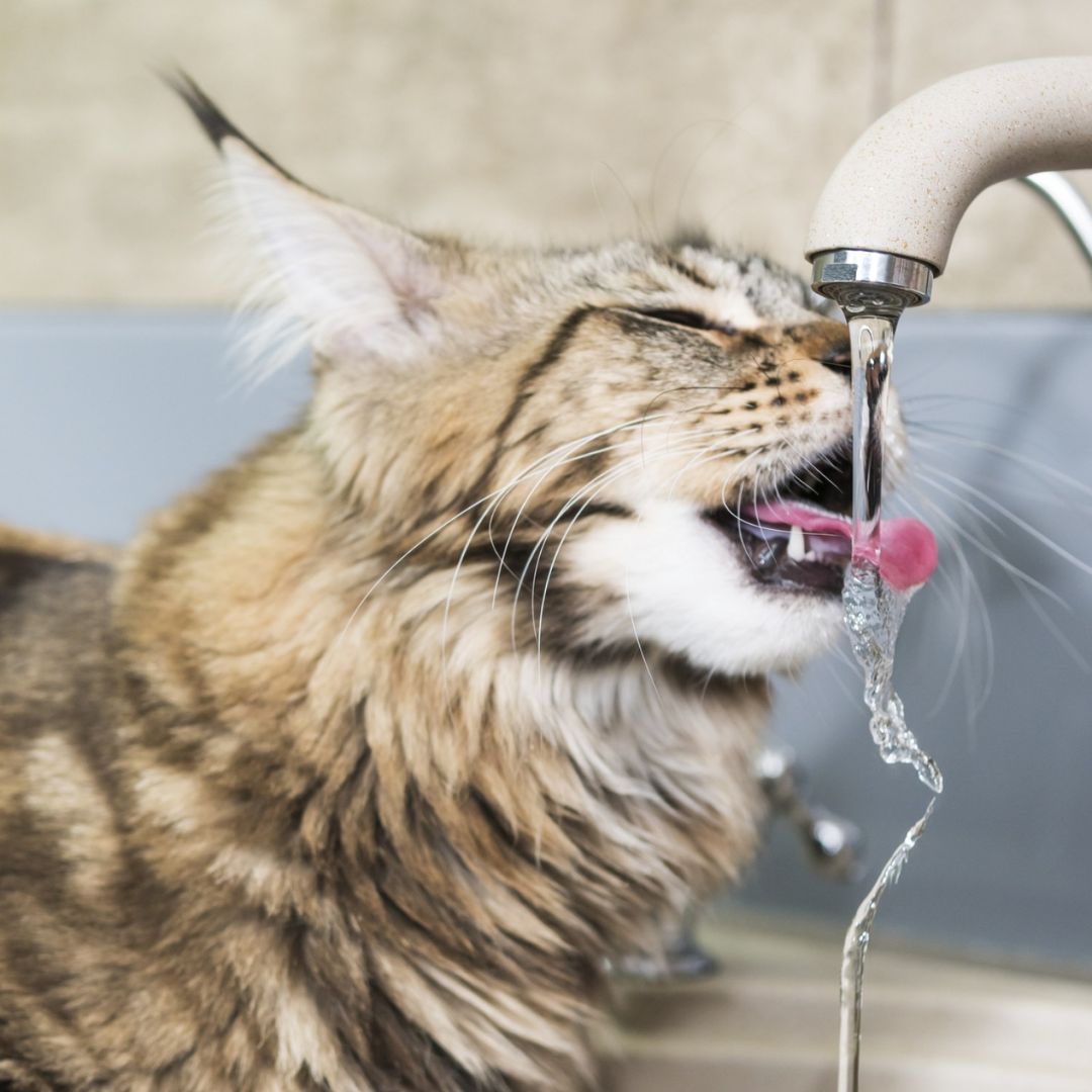 Why Does My Cat Love Drinking from the Tap?