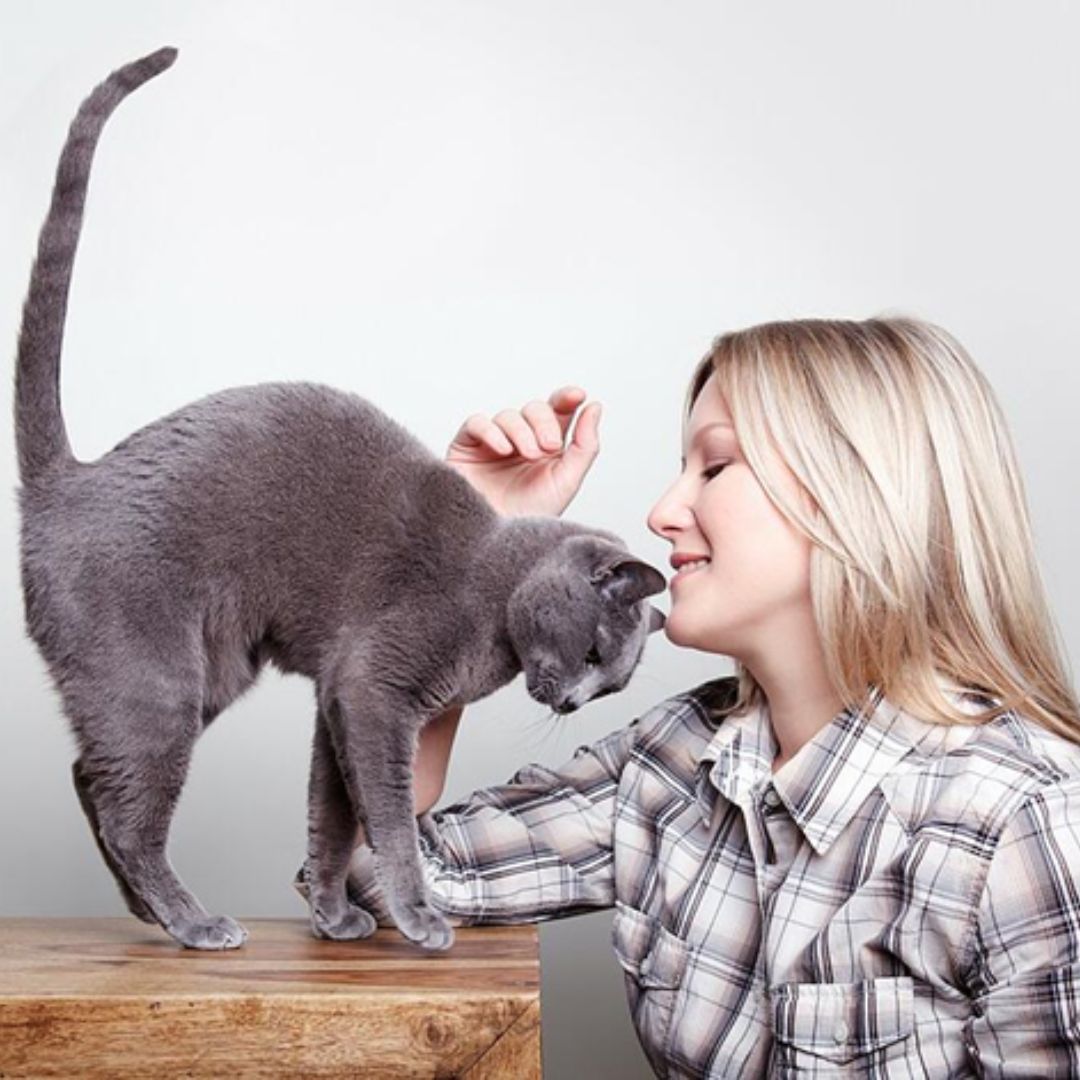 Strengthening Your Relationship with Your Cat