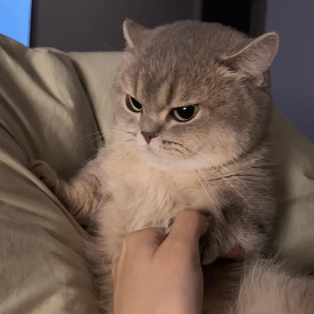 Do Cats Hold Grudges?