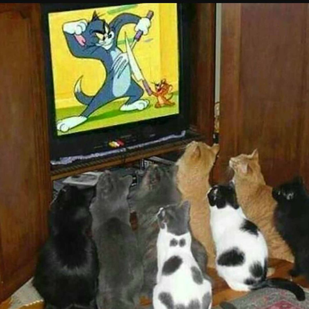 Do Cats Enjoy Watching Cartoons?