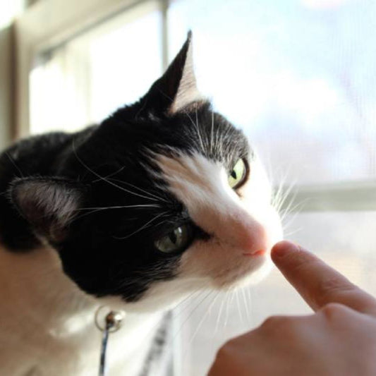 Do Cats Like It When You Boop Them?
