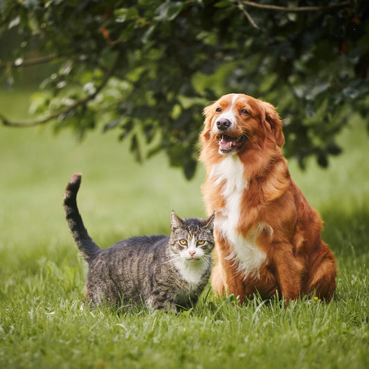 Are Cats Faster Than Dogs? Unraveling the Feline and Canine Speed Debate