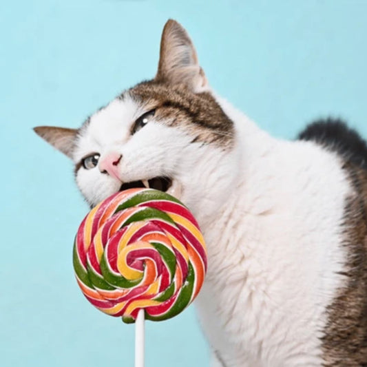 The Top 5 Reasons to Avoid Giving Sugar to Your Cats