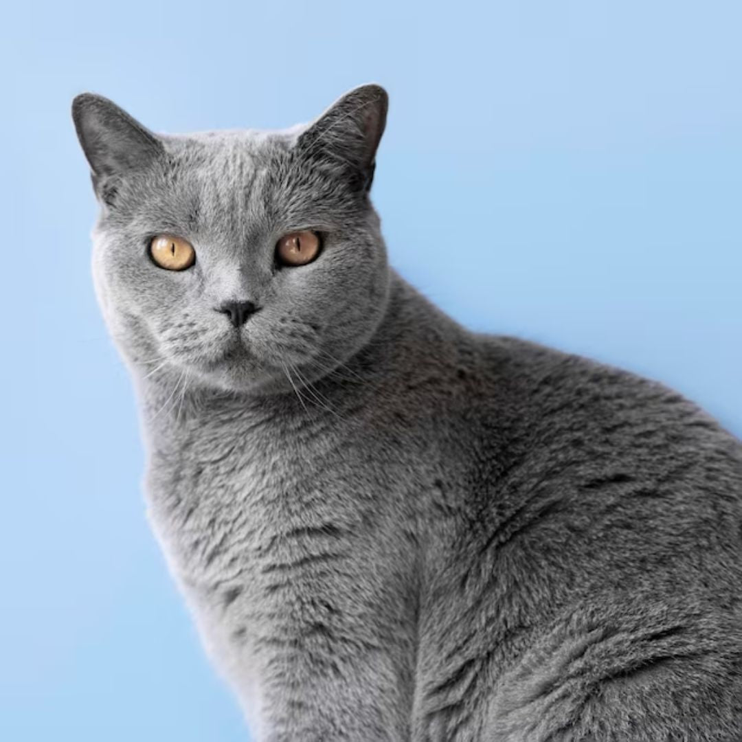10 Ways to Keep Your Cat's Skin Healthy and Shiny