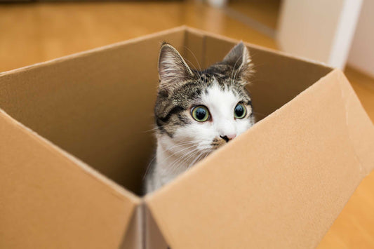 The Secret Behind Cats' Obsession with Boxes