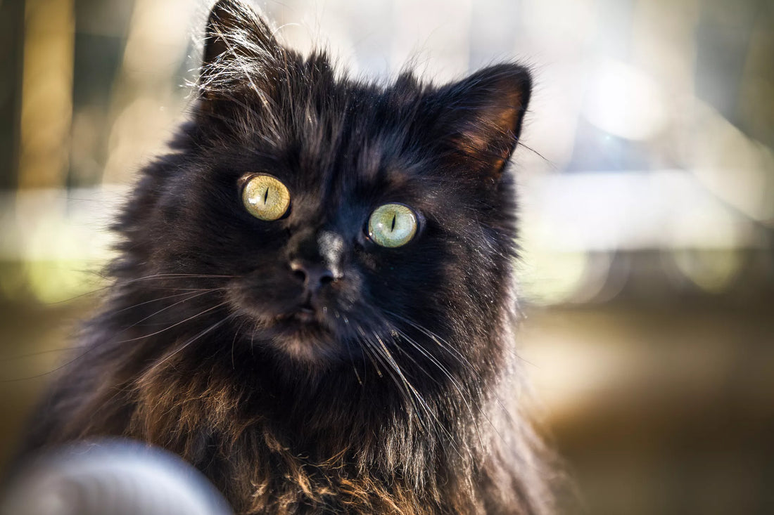 9 Surprising Facts About Black Cats! 🐈‍⬛