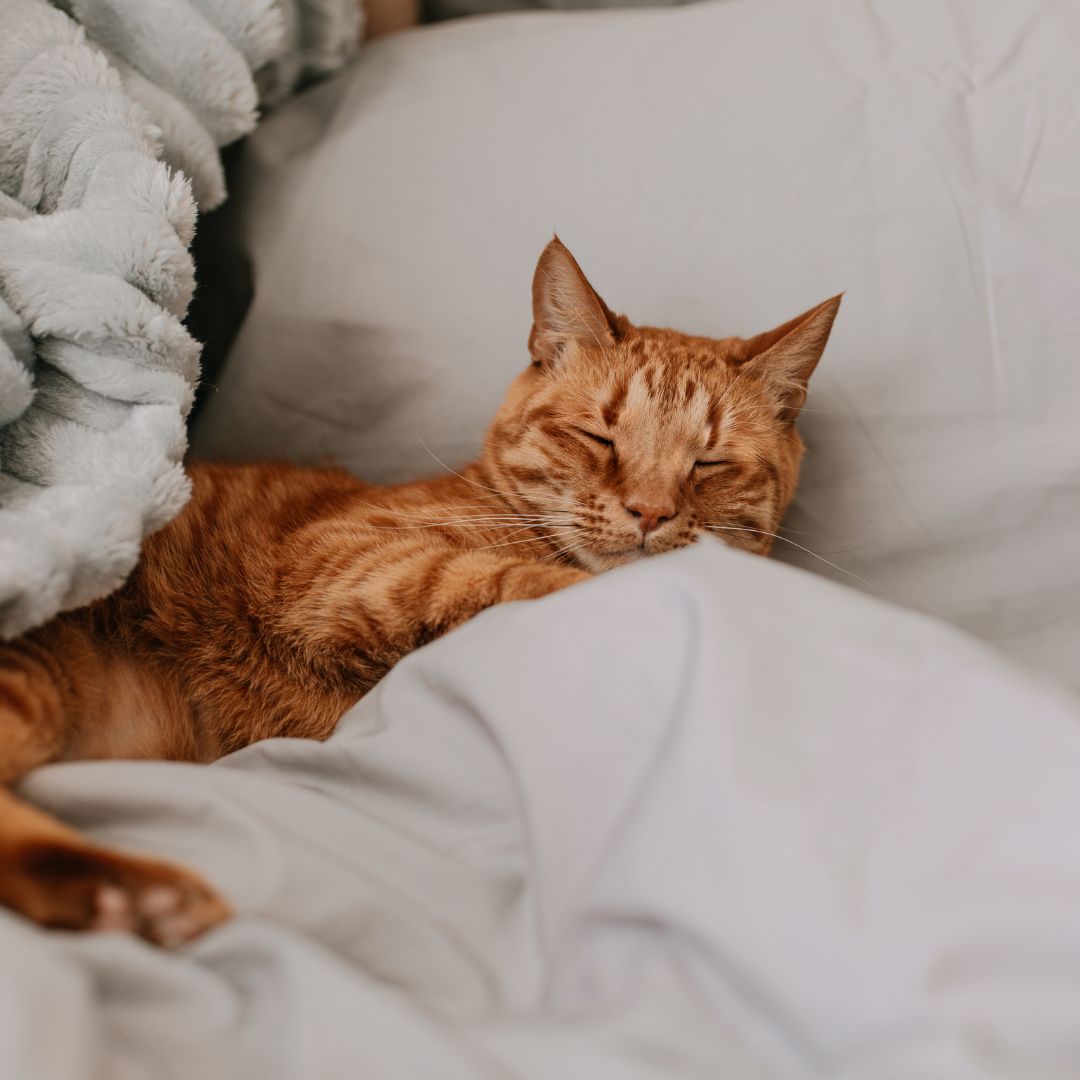 Why Do Cats Sleep So Much? - 5 Reasons You Need to Know