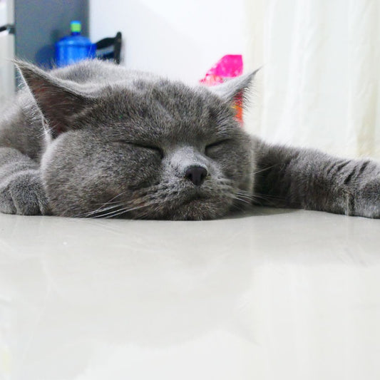 5 Reasons Why Are Cats So Lazy?