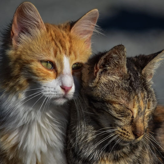 Tips to Introduce Your New Cat to Your Old Cat