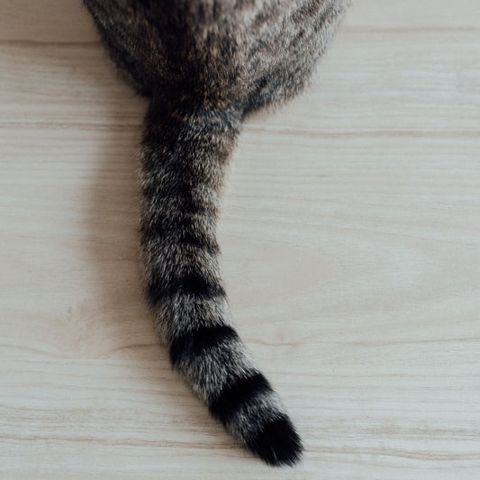 Why Do Cats Have Tails?