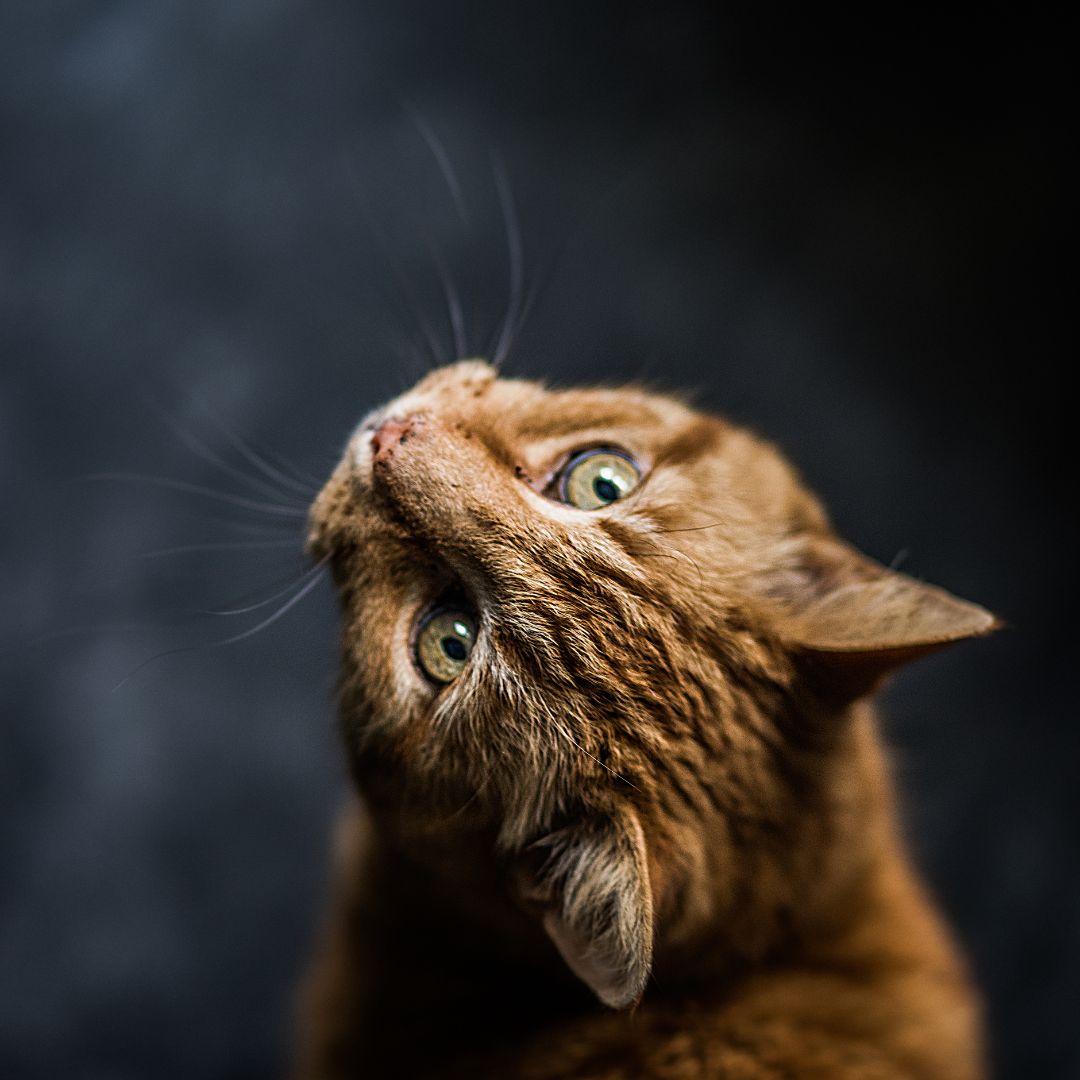 How to Raise a Confident Cat?