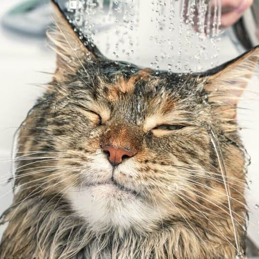 Is It Okay to Give Baths to Cats?