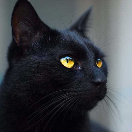 Why Do Cats Stare at Nothing? 5 Reasons for This Behavior