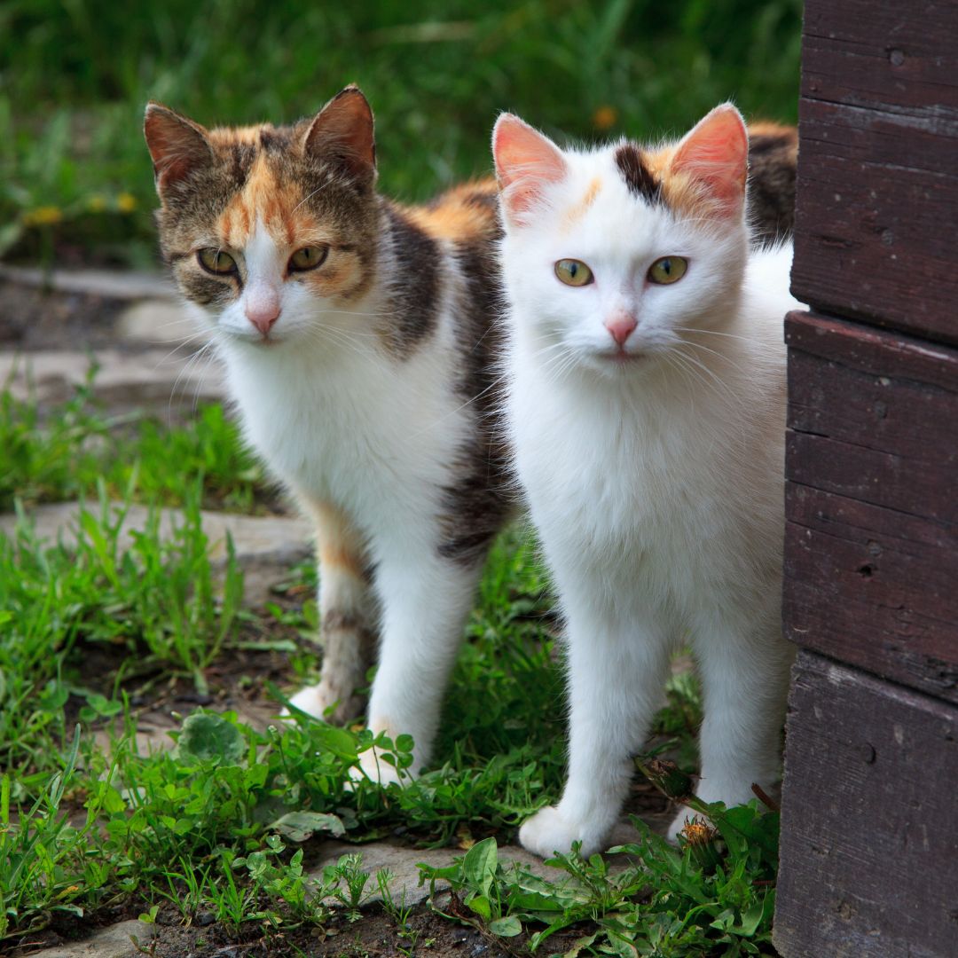 The Pros and Cons of Living In a Multi-Cat Household