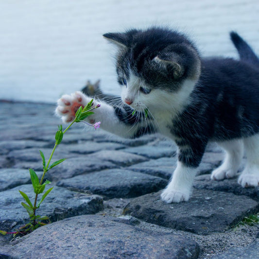 Why Does My Cat Nibble?