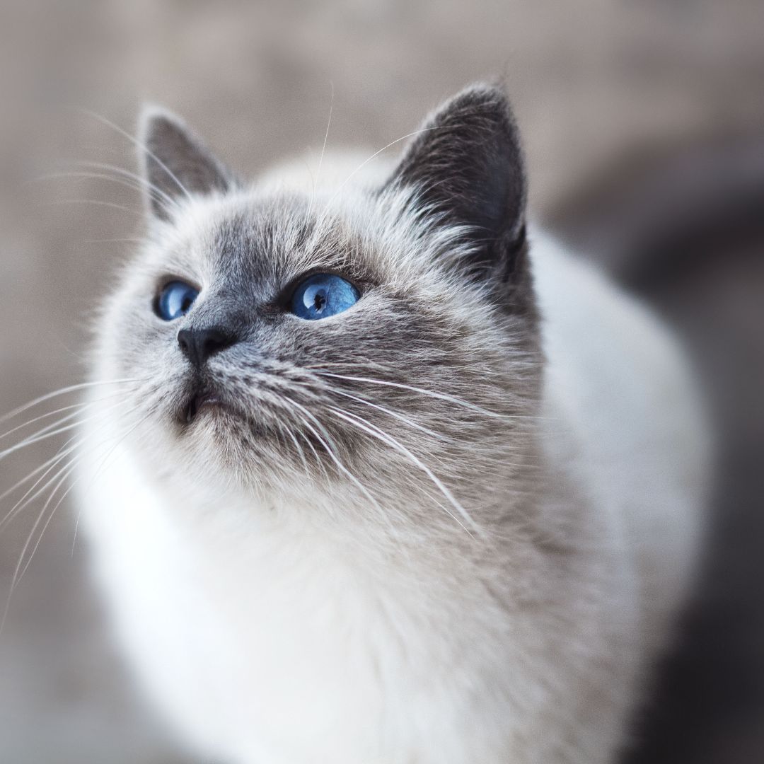 The Enchanting World of Blue-Coated Cats: Beyond the Russian Blue