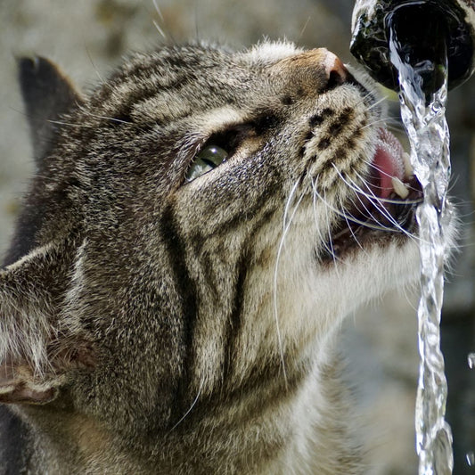 How Much Water Should My Cat Drink? A Comprehensive Guide