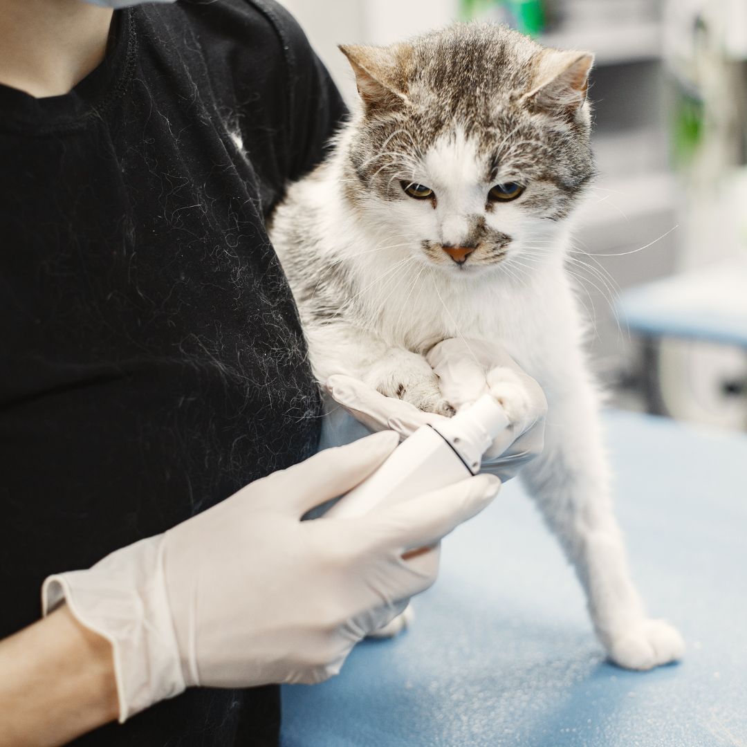 Signs Your Cat Needs to See a Vet