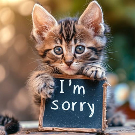 How Do Cats Apologize to Humans?