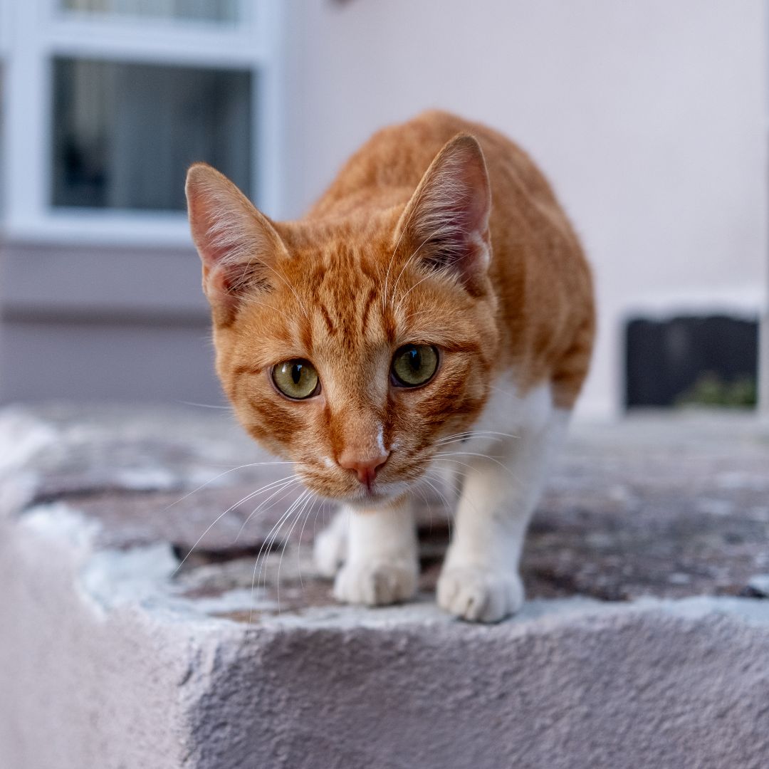 Check For Cat
