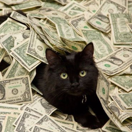 How to make money with your cat?