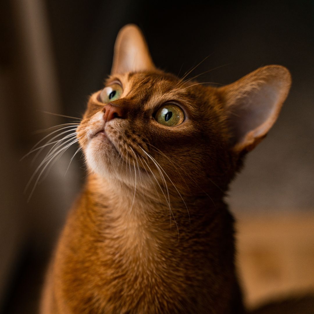 The Fascinating World of Feline Communication: Decoding Your Cat's Language