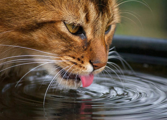 Summer Hydration Tips for Cats to Keep Them Cool and Healthy