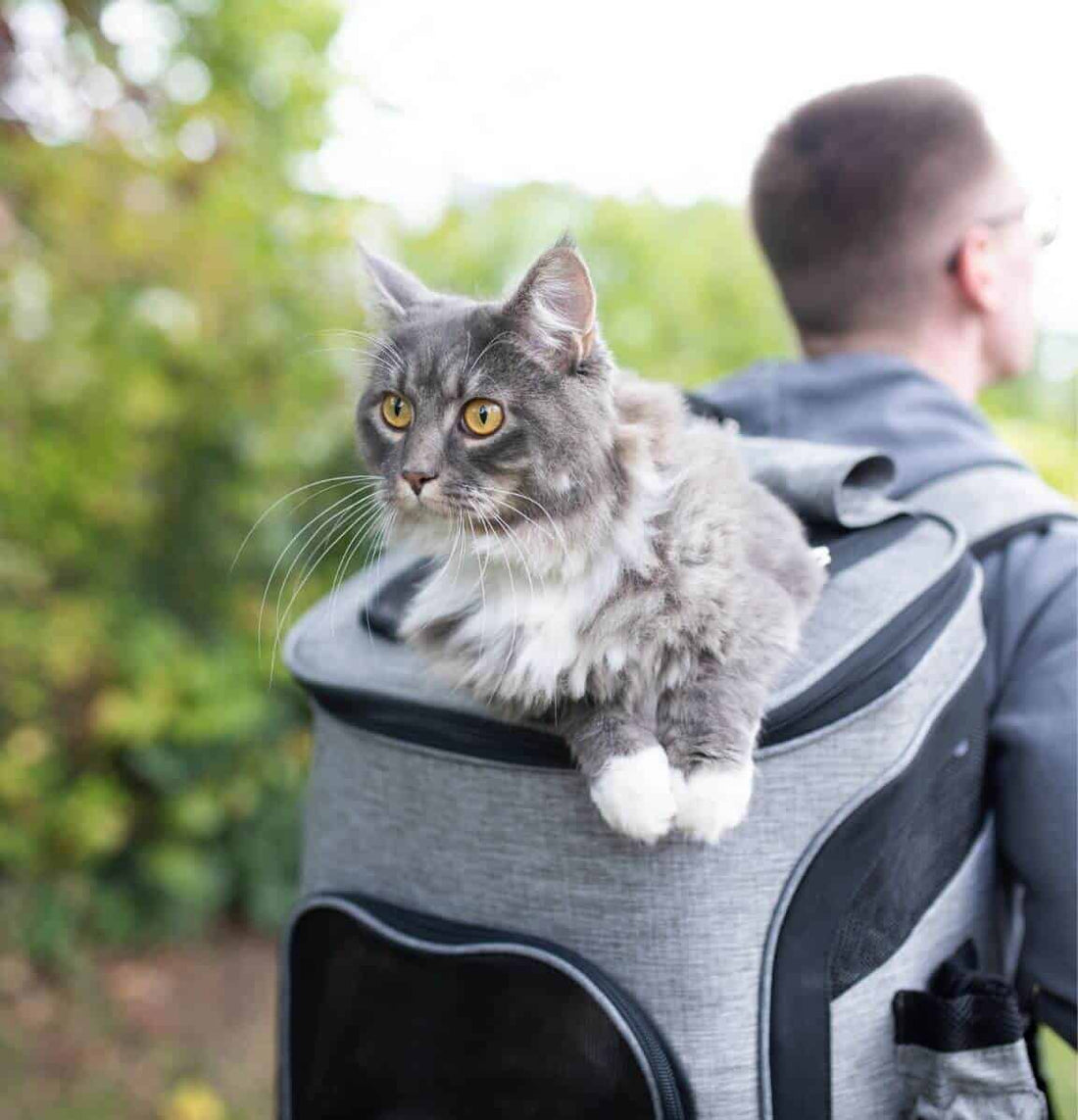 Cat Backpacks Are They Safe and Comfortable for Your Cat to Use