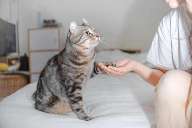 Why Does My Cat Tap Me With Their Paw and What Does It Mean