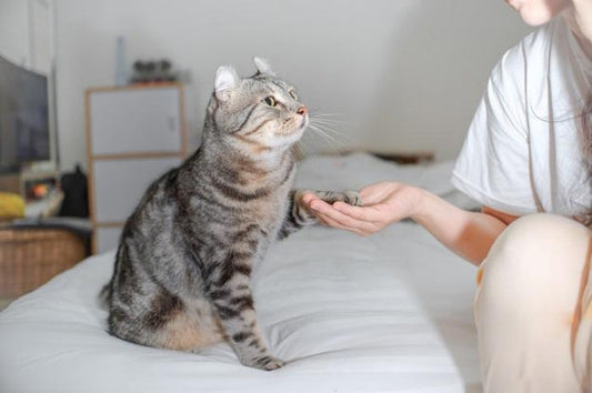Why Does My Cat Tap Me With Their Paw and What Does It Mean
