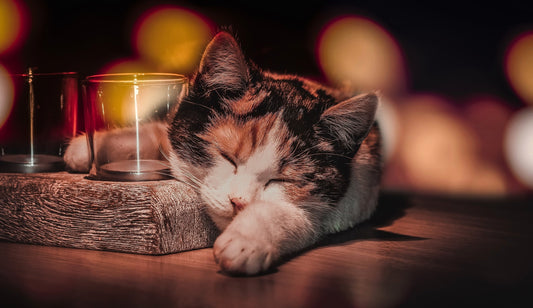 The Funniest Places Cats Truly Fall Asleep — And Why They Do It