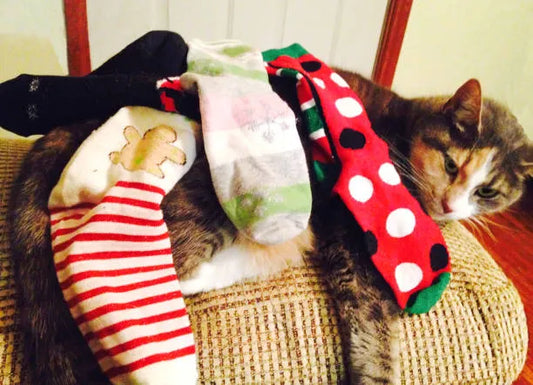 Why Does My Cat Steal Socks and Hair Ties and Hide Them Away