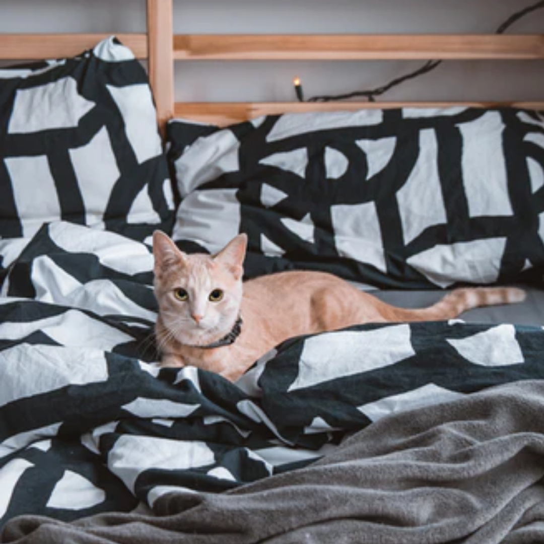 Is Your Cat Peeing on the Bed or Couch? Here’s Why