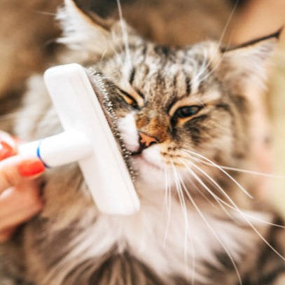 Is Your Puffy cat Dandruffy? Everything about Cat Dandruff you should know