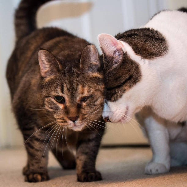 The Cat Headbutt: What Does It Mean, and Why Do Cats Do It?